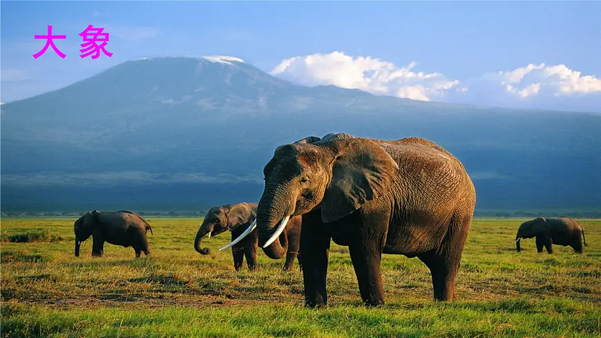 统编版二年级语文下册课件《19 大象的耳朵》第5页