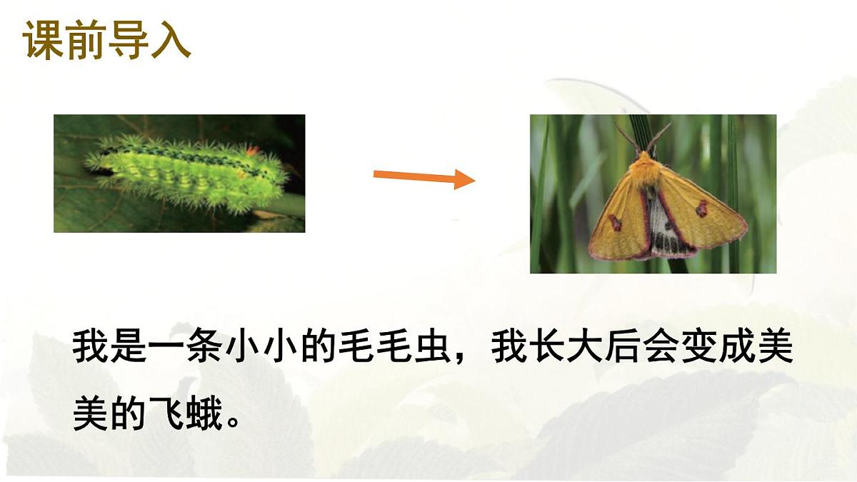 统编版二年级语文下册教学课件《22 小毛虫》第2页