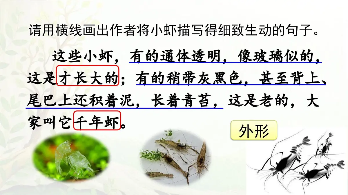 2025年春三年级语文下册第15课《小虾》课件(统编版)第7页