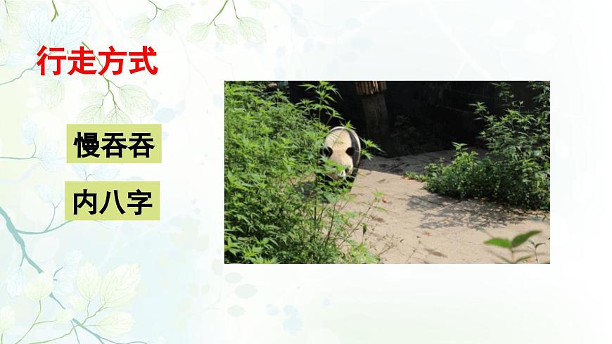 2025年春三年級(jí)語(yǔ)文下冊(cè)第七單元習(xí)作《國(guó)寶大熊貓》課件(統(tǒng)編版)第7頁(yè)