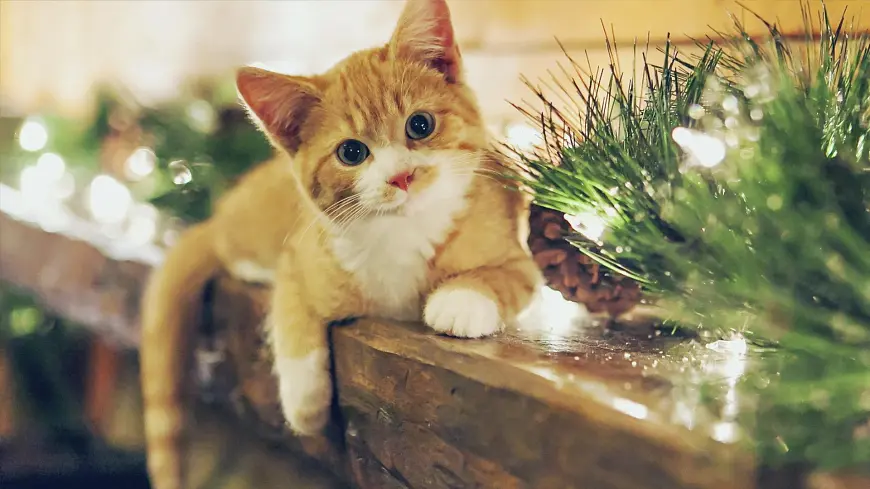 统编版二年级语文下册课件《4 中国美食》第5页