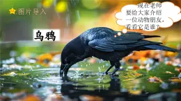 統(tǒng)編版（2024）一年級語文上冊第8單元課文9  烏鴉喝水課件+教案+素材