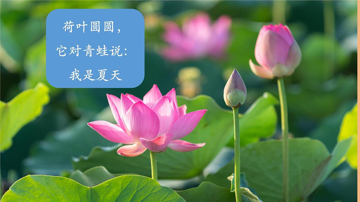 课文10《古诗二首 池上》(教学课件)第3页