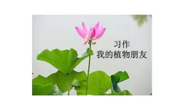 《習(xí)作：我的植物朋友》課件-2024-2025學(xué)年統(tǒng)編版語文三年級(jí)下冊(cè)
