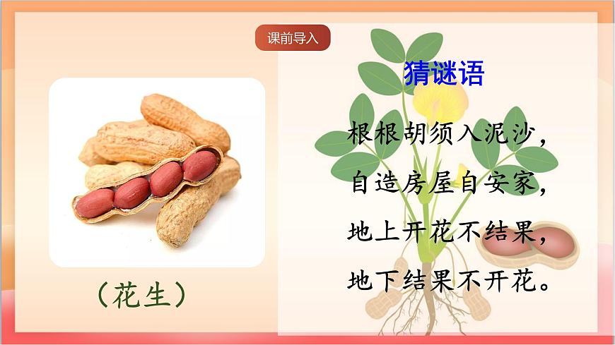 人教部编版语文五上第2课《花生》第一课时 课件第2页