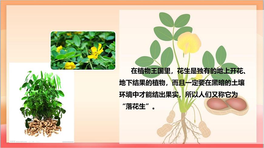 人教部编版语文五上第2课《花生》第一课时 课件第3页