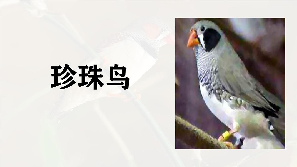 统编版语文五年级上册课件《4 珍珠鸟》第1页