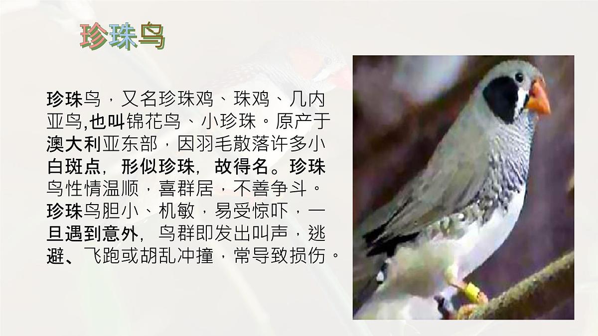 统编版语文五年级上册课件《4 珍珠鸟》第4页