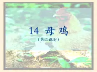 統(tǒng)編版語文四年級下第四單元14《母雞》課件