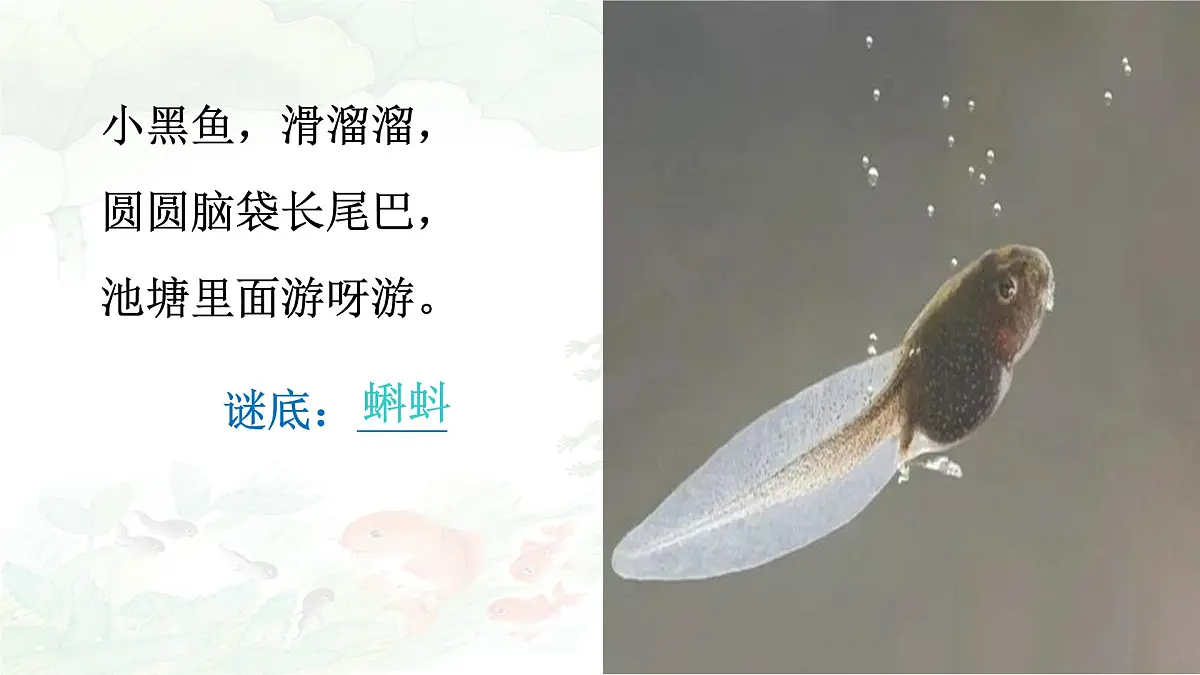 统编版语文二年级上册课件《1 小蝌蚪找妈妈》第2页