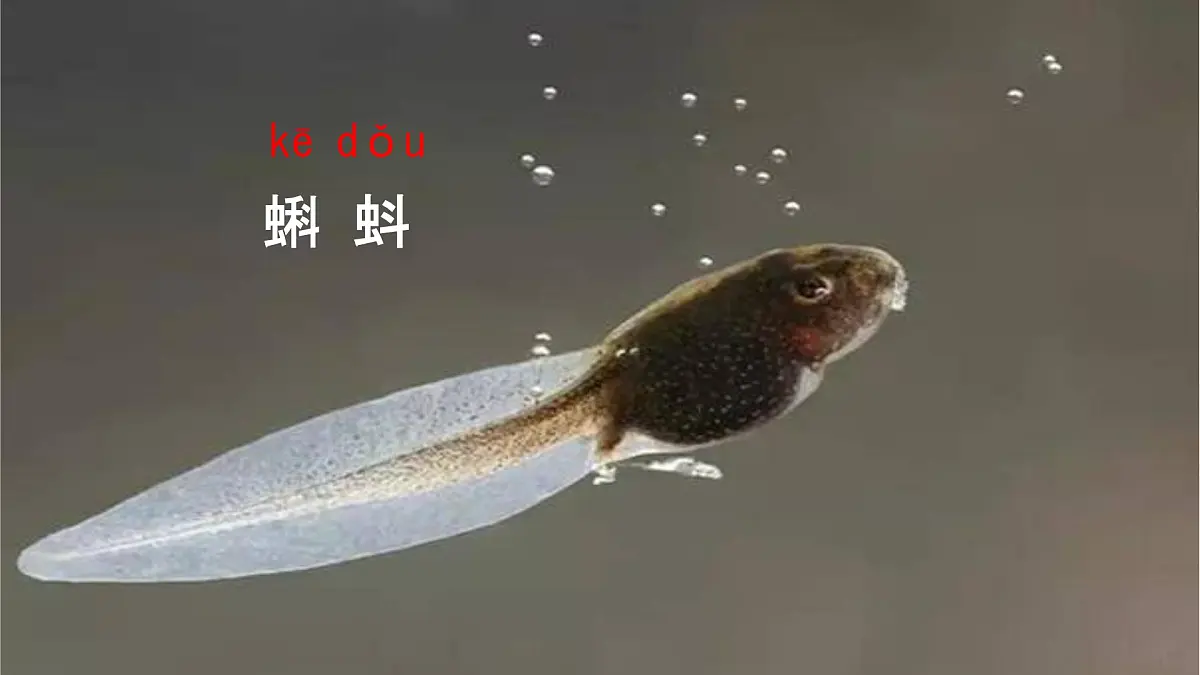 统编版语文二年级上册课件《1 小蝌蚪找妈妈》第4页