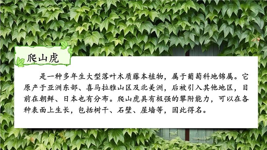 10 爬山虎的腳第4頁(yè)