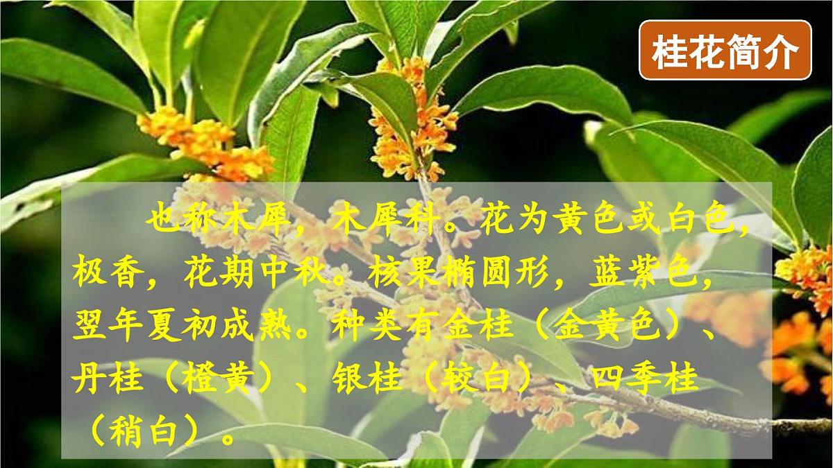 24人教统编版小学五年级语文上册第一单元3.桂花雨第1课时 课件第4页