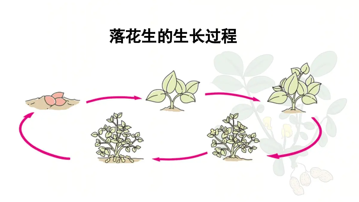 24人教统编版小学五年级语文上册第一单元2.落花生第1课时 课件第5页