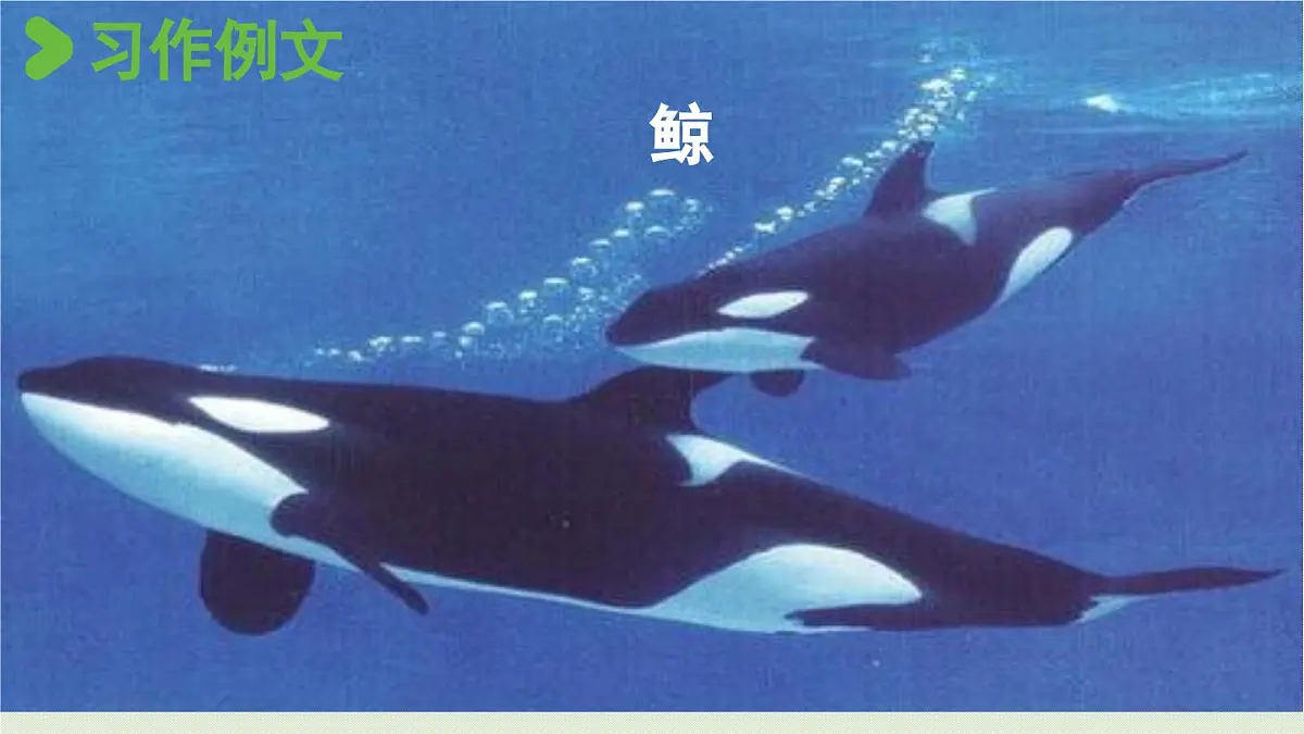 24人教统编版小学五年级语文上册第五单元习作例文与习作第1课时 课件第2页