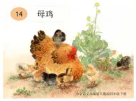 人教版部編版小學(xué)語文四年級下冊第一十四課《母雞》課件
