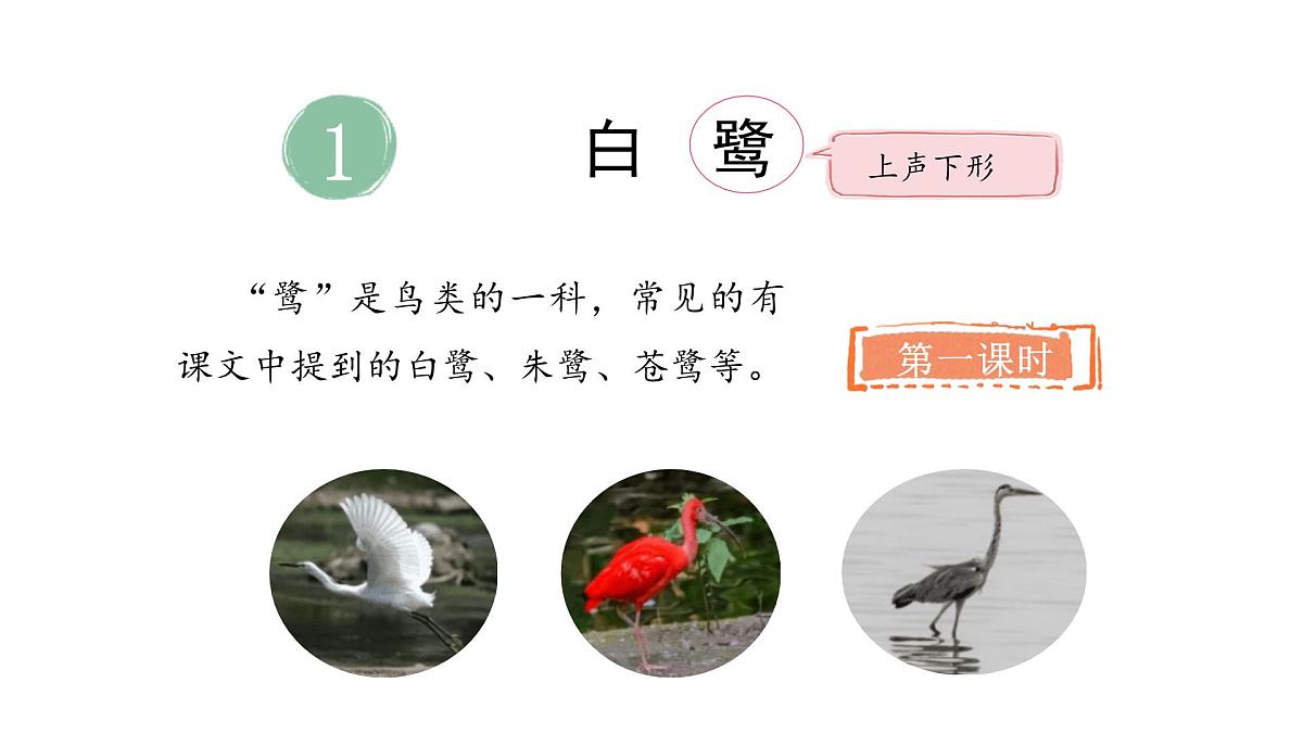 2024统编版-小学语文五年级上册第一单元1.白鹭-教学课件第5页