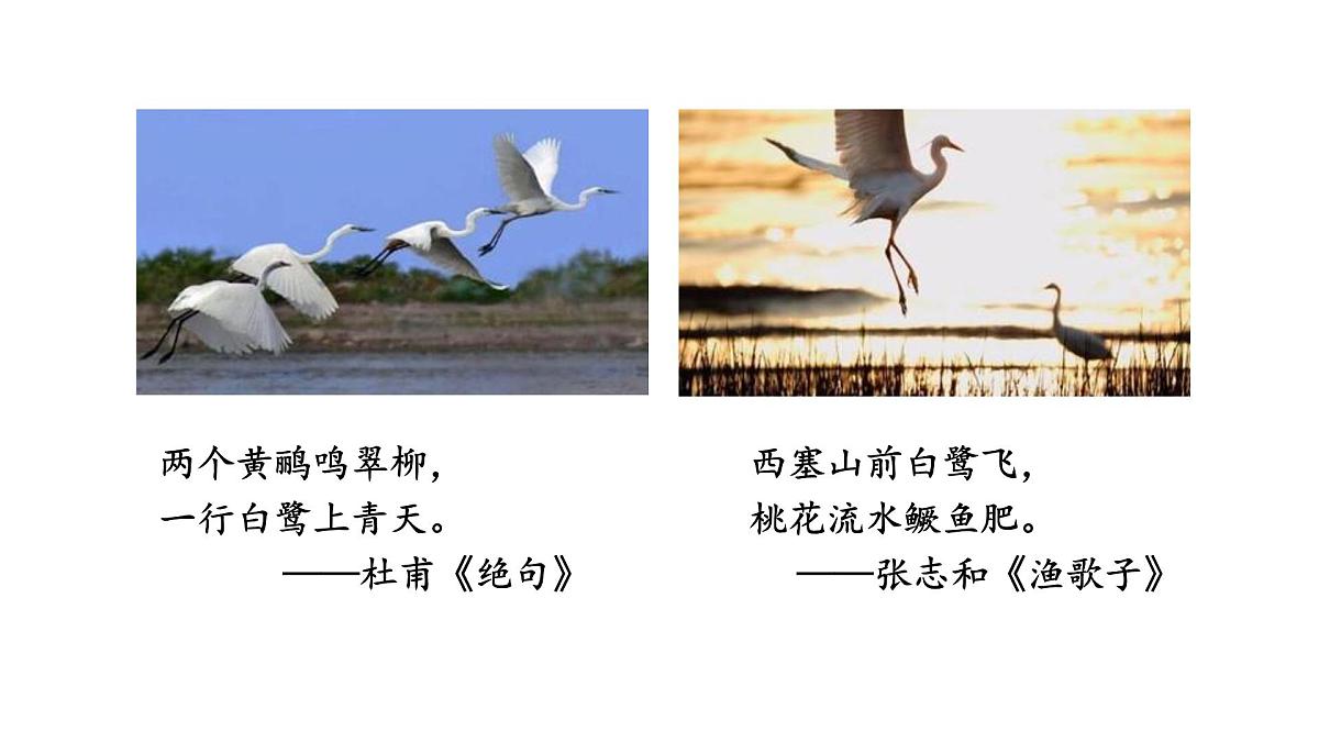 2024统编版-小学语文五年级上册第一单元1.白鹭-教学课件第8页