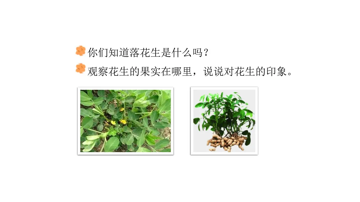 2024统编版-小学语文五年级上册第一单元2.落花生-教学课件第4页
