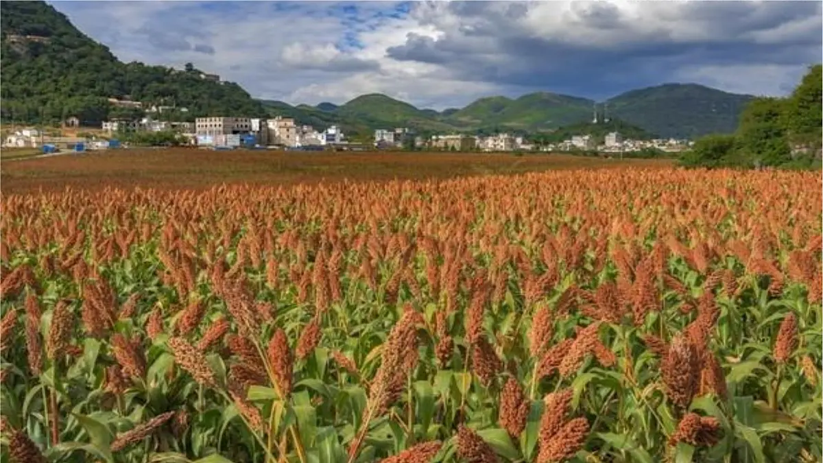 统编版六年级语文上册课件《21 三黑和土地》第5页