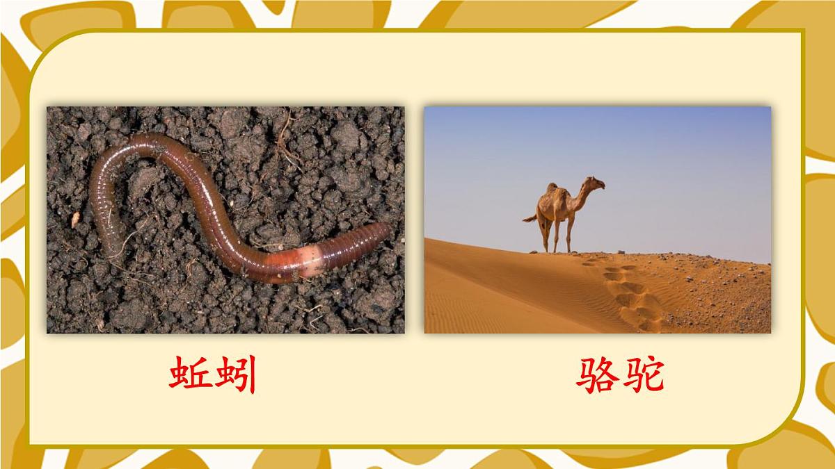 语文园地八【教案匹配版】第5页