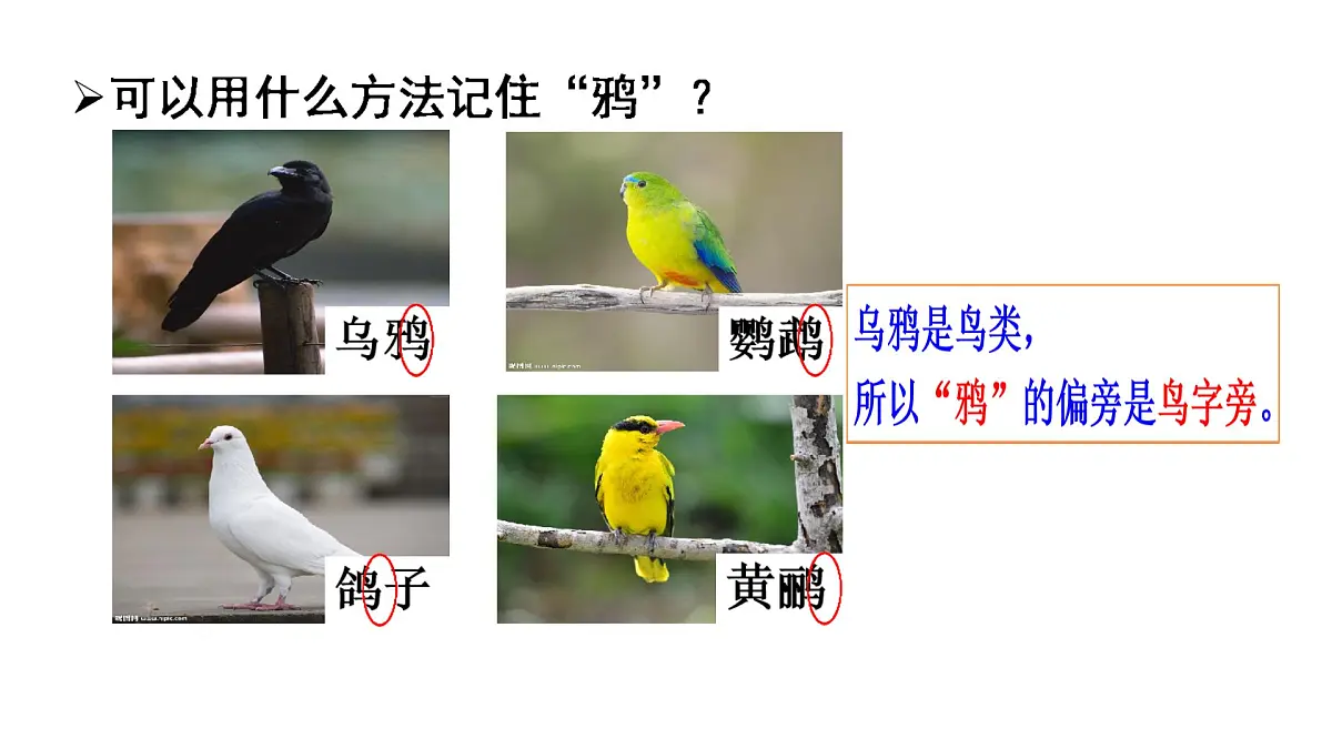 小学 语文 统编版(2024) 一年级上册(2024) 第八单元 阅读9 乌鸦喝水 课件第4页