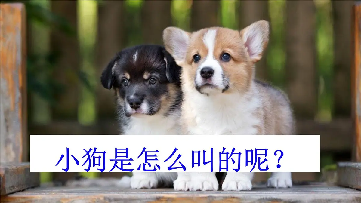 10 小狗学叫【交互版】第6页