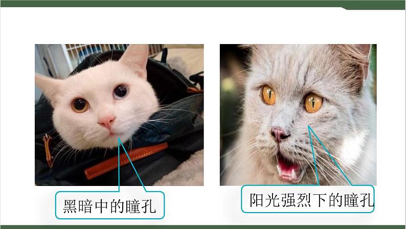 《口语交际:爱护眼睛,保护视力》课件04