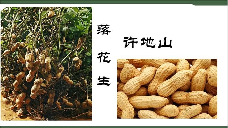 2《落花生》课件01