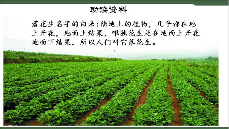 2《落花生》课件02