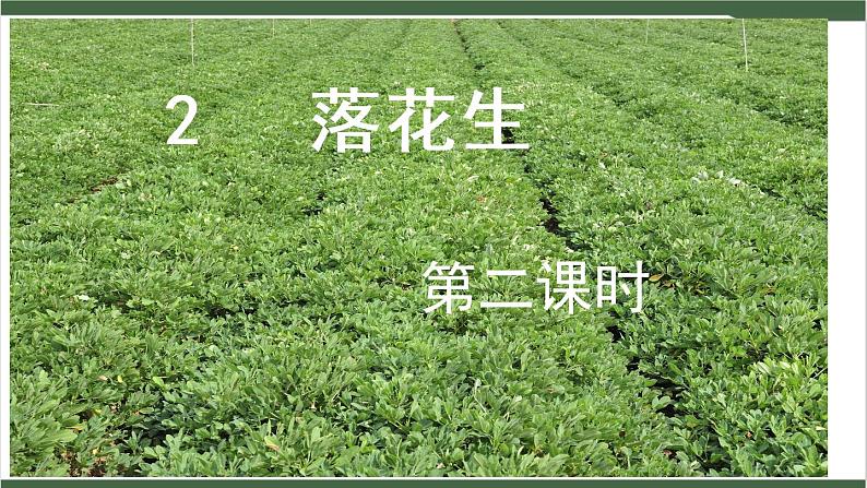 2《落花生》课件07