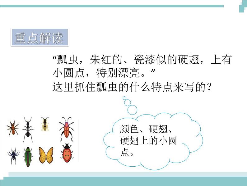 4 《昆虫备忘录》课件第8页