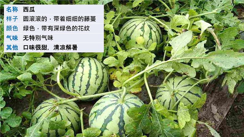 《习作:我的植物朋友》课件02