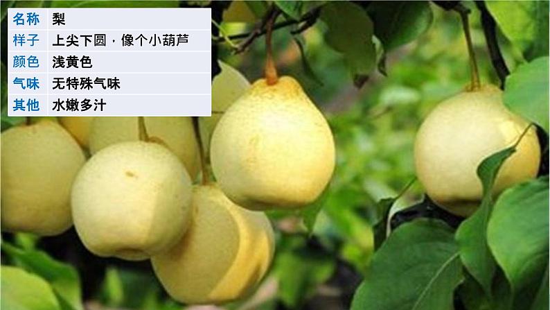 《习作:我的植物朋友》课件05