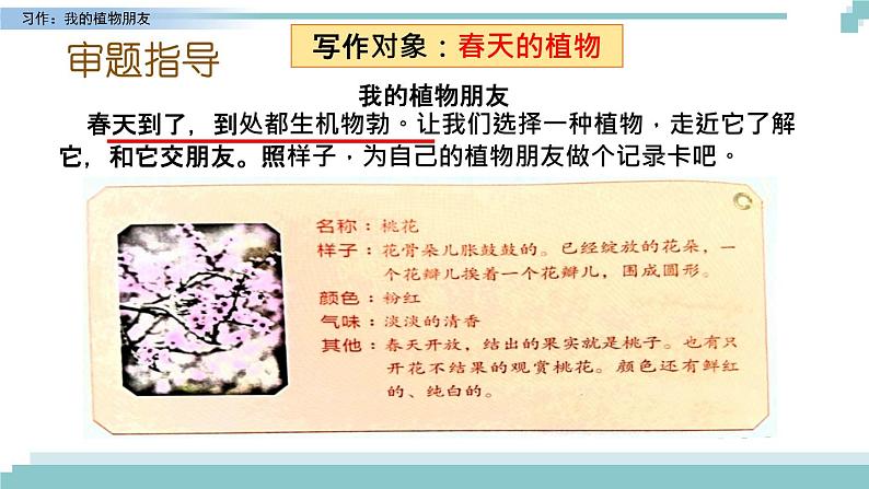 《习作:我的植物朋友》课件07