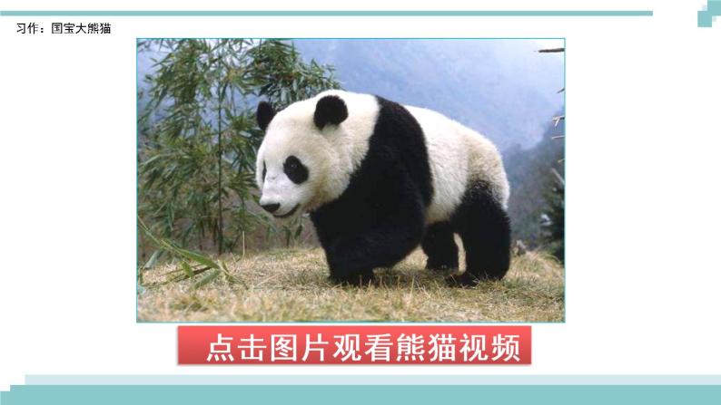 《习作：国宝大熊猫》课件01