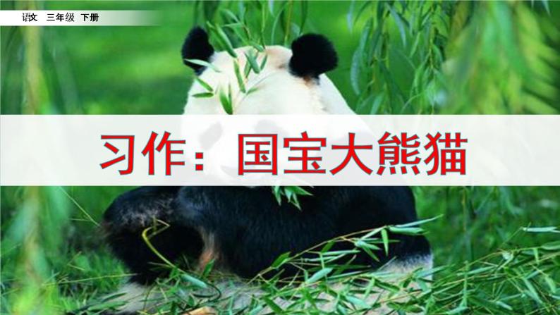 《习作：国宝大熊猫》课件02