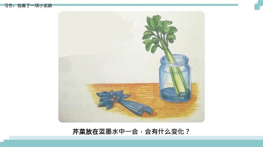 《習作:我做了一項小實驗》課件第6頁