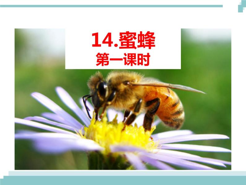 14 《蜜蜂》课件01