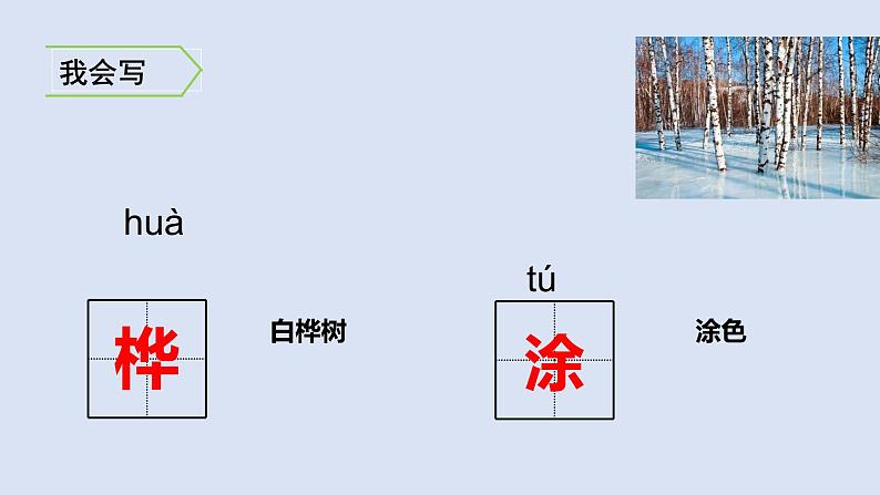 11、白桦 课件06