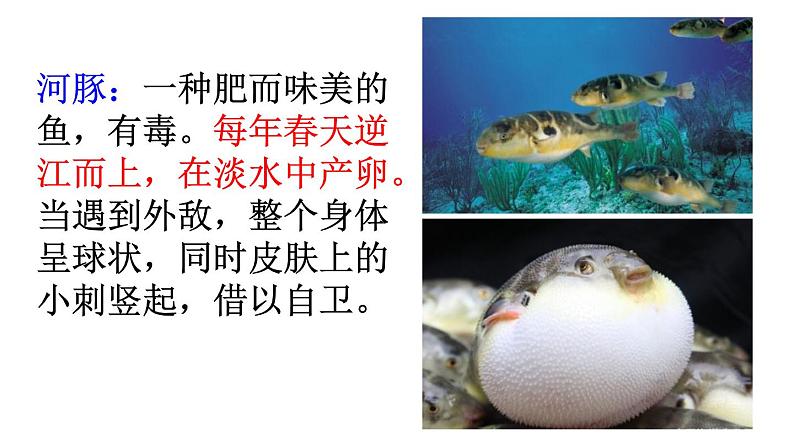 1 《古诗三首》素材链接2:河豚 课件01