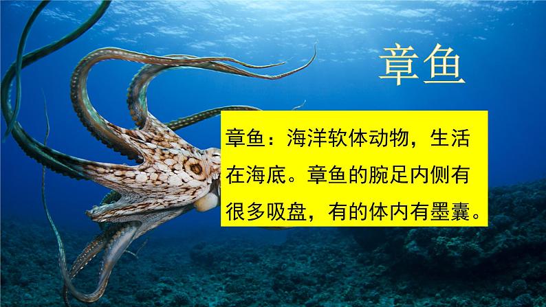 23《海底世界》精品课件05