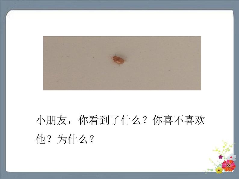 11 我是一只小虫子 课件第2页
