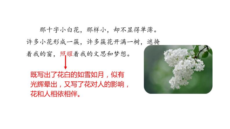 小学2丁香结课文内容ppt课件