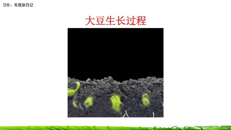 第三单元《习作:写观察日记》课件03