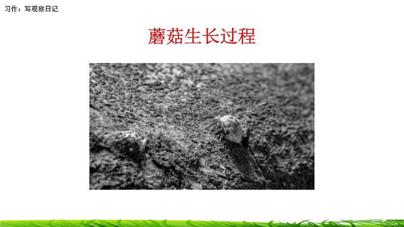 第三单元《习作:写观察日记》课件04