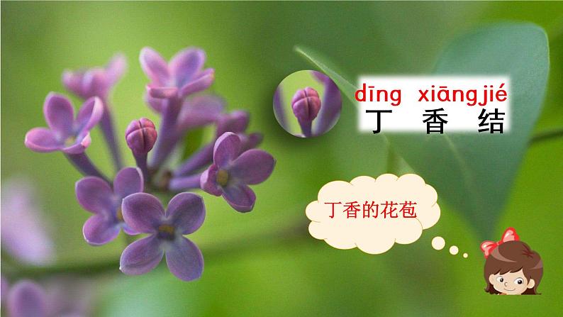 2《丁香结》课件第4页