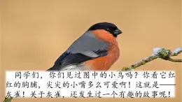 26 灰雀 課件+視頻