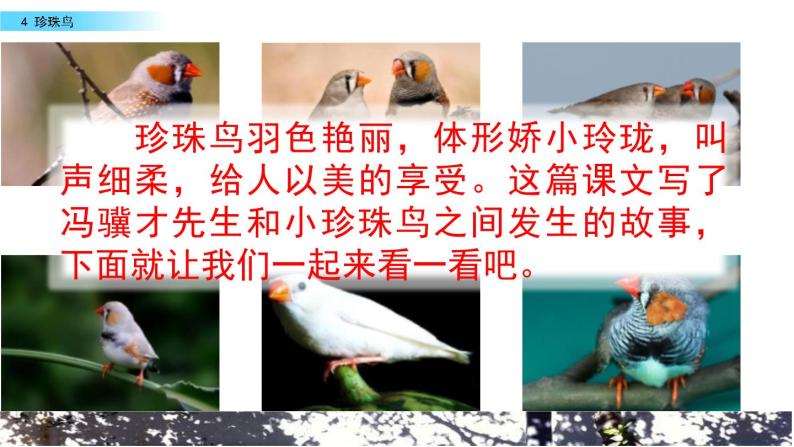 小学语文人教部编版五年级上册4珍珠鸟获奖课件ppt