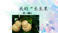 小学语文人教部编版 (五四制)五年级上册27* 我的“长生果”多媒体教学ppt课件